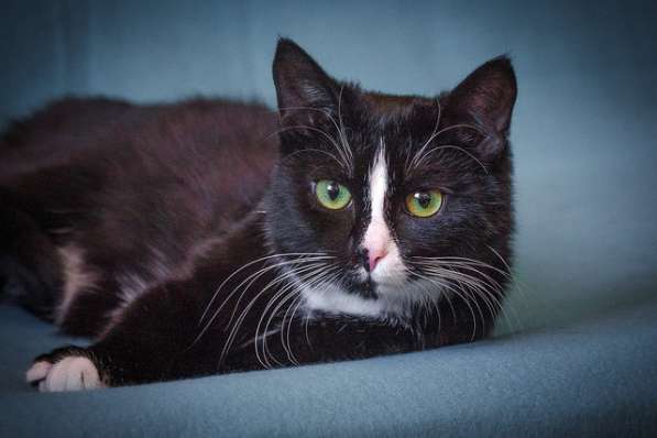 Кошечка Оливка ищет родителей! В любящие руки! в Москве фото 3