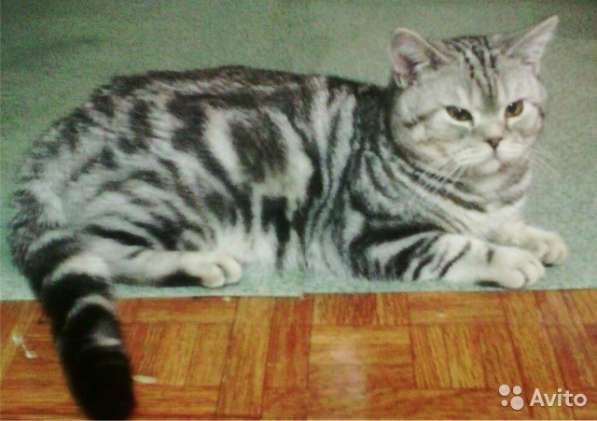 Кот на вязку 1500 котята от 2000 в Иванове фото 6