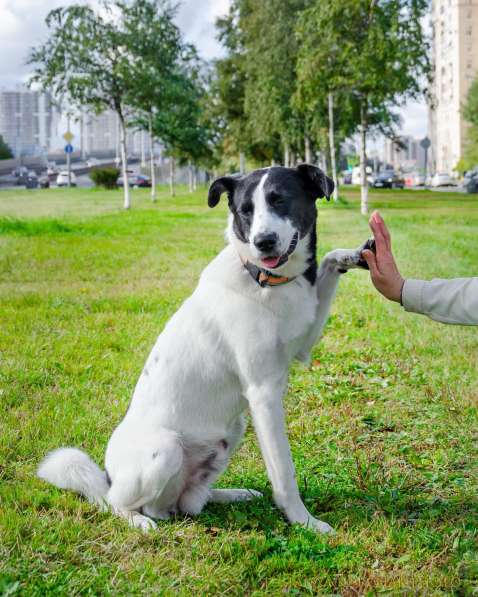 Идеальный семейный пёс, 1 год, 50 см в холке в Санкт-Петербурге фото 3