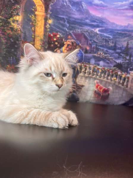 Котята породы «Невская маскарадная»!!! в Москве