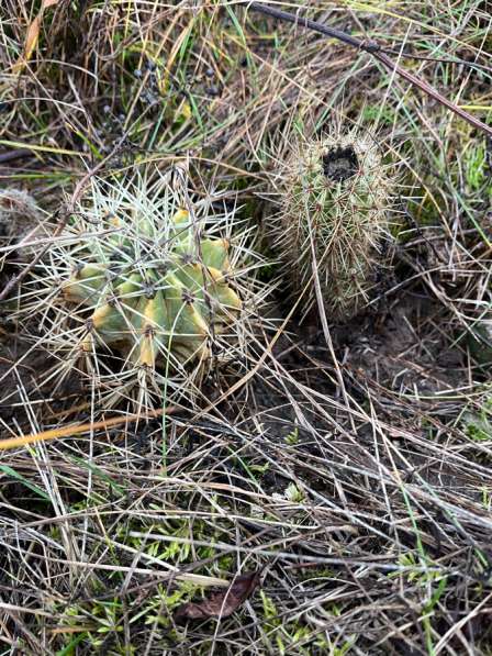 Отдам бесплатно кактусы