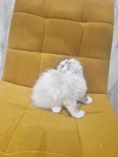 Самый ласковый котик Рэгдолл в Москве фото 4