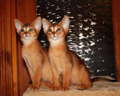 Абиссинские котята в Раменское фото 4