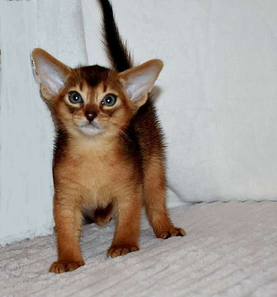 Абиссинские котята в Москве фото 11