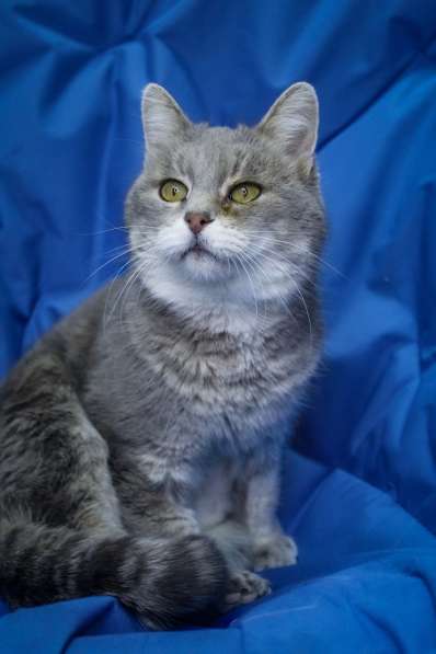 Кошка Сабрина даром в Москве