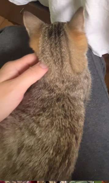 Это Салинка! Чудесная нежная девочка! в Москве фото 6