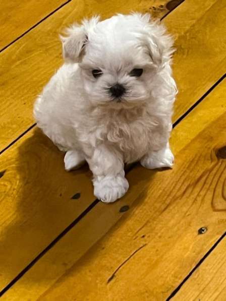Щенки мальтезе в Горно-Алтайске фото 9