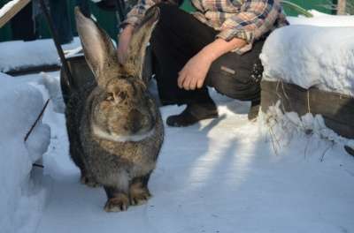 Кролики Гиганты в Иркутске фото 6