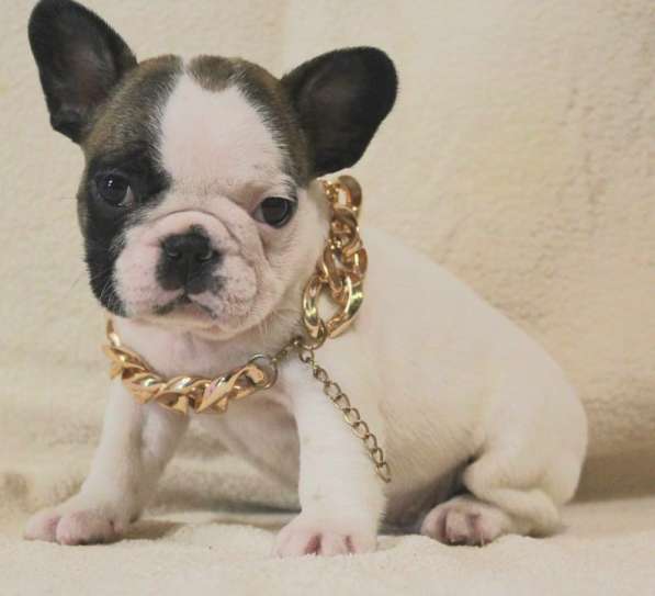 Щенки из питомника РКФ в Москве фото 14