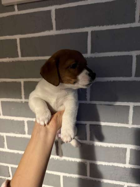 Щенки Джек Рассел