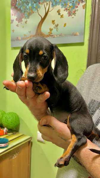 Стандартные девочки таксы в Москве фото 6