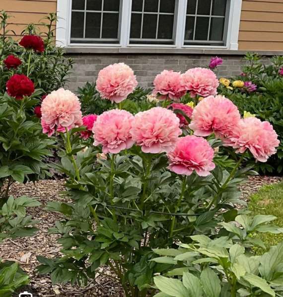 Пион Мэри Джо Легар