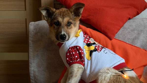 Очень красивые щенки