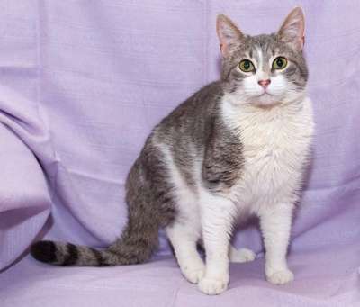Отдам даром Очаровательная кошечка Элис в Санкт-Петербурге фото 5