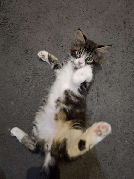 Продам котенка Мейн-куна в Кемерове фото 3