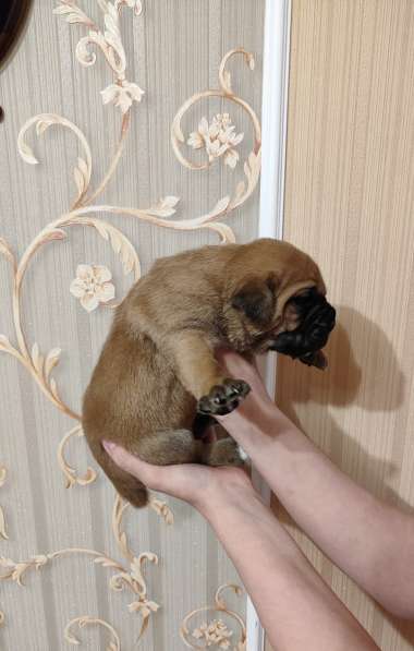 Щенки Кане корсо в фото 3