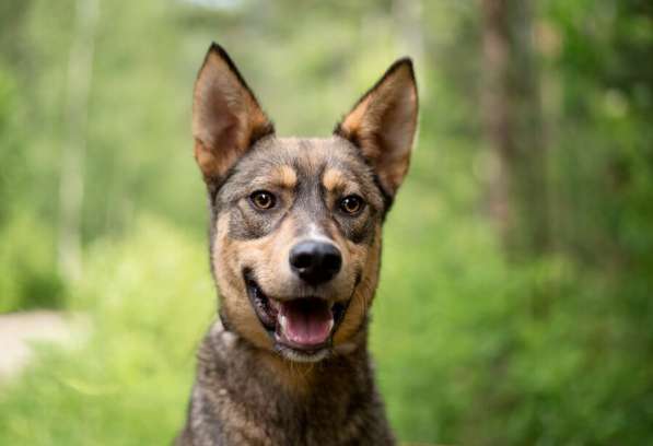 Флеш — молодой и послушный шоколадный, активный