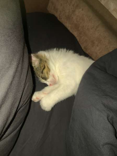 Котенок в добрые руки в Железнодорожном фото 3