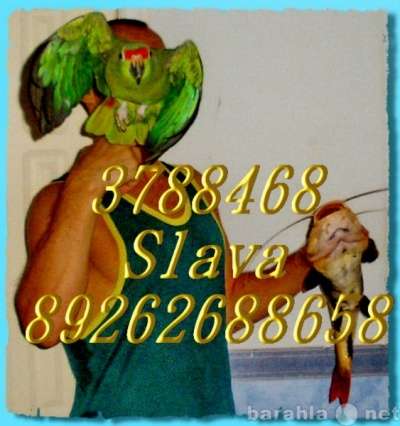 Элитпопугаи из питомника "МНП" в Москве