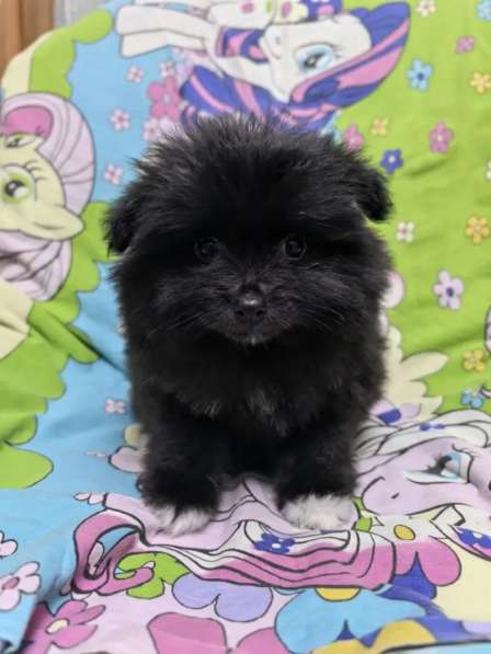 Продам щенков померанский шпиц в Пензе фото 11