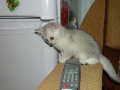 Британский котенок в Хабаровске фото 4
