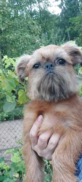 Брюссельский ГРИФФОН мальчик 4 мес в фото 6