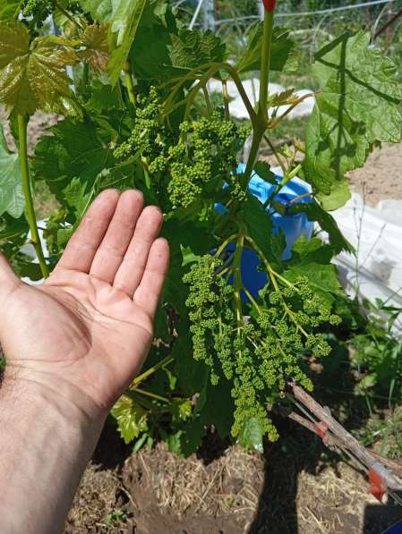 Саженцы винограда Южного Подмосковья в Чехове фото 8