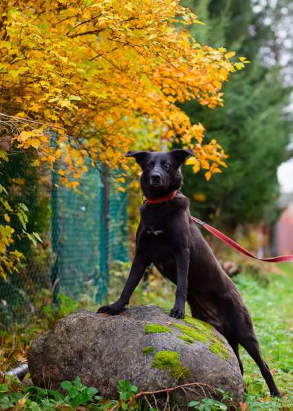 Собака с разноцветными глазами в Санкт-Петербурге фото 10