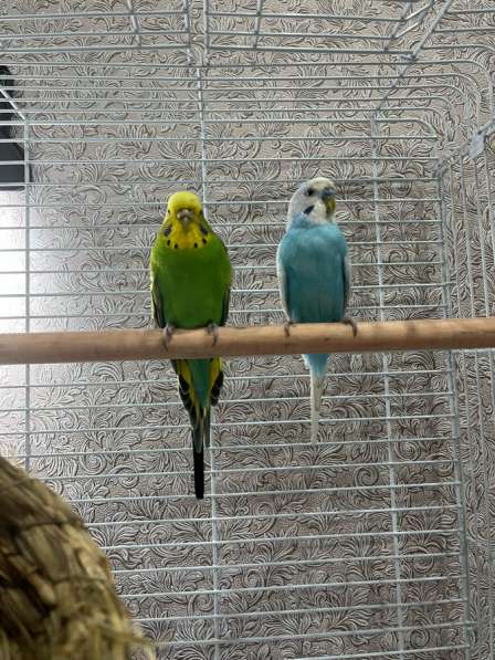 Попугаи в Краснодаре