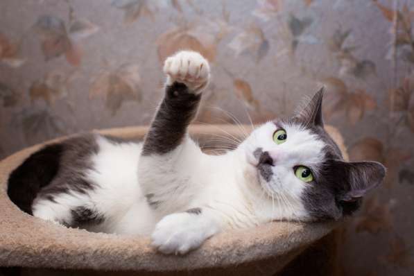 Гладкошерстная кошечка Васёна в дар в Москве фото 6