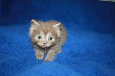 Британские котята в Москве фото 4