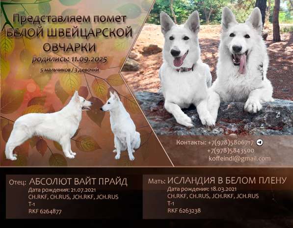 Продаются щенки белой швейцарской овчарки