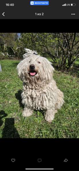 Щенки венгерской овчарки пули