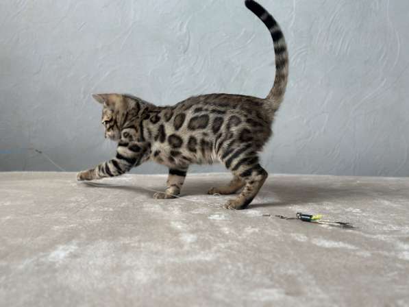 Available Bengal kittens в фото 3