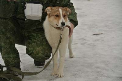 собака в Великом Новгороде