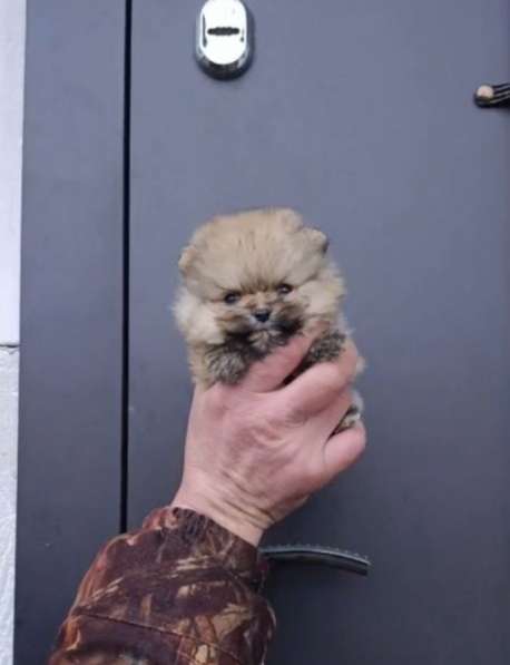 Шпиц померанский. Мини мишка. Крошка на ладошку