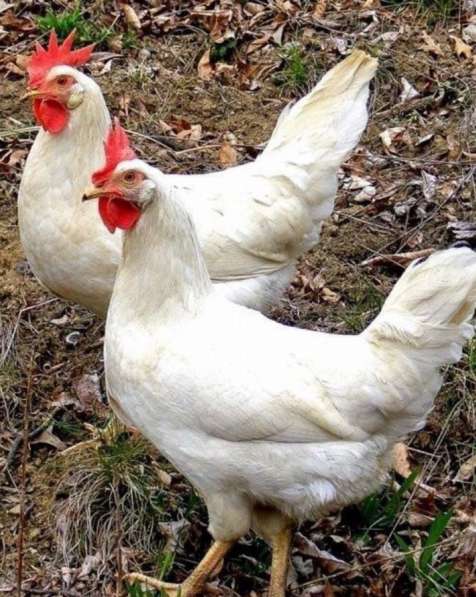 Куры несушки хорошей яйценоскости