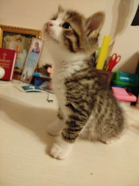 Умный котик