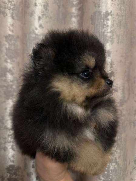 Померанский шпиц