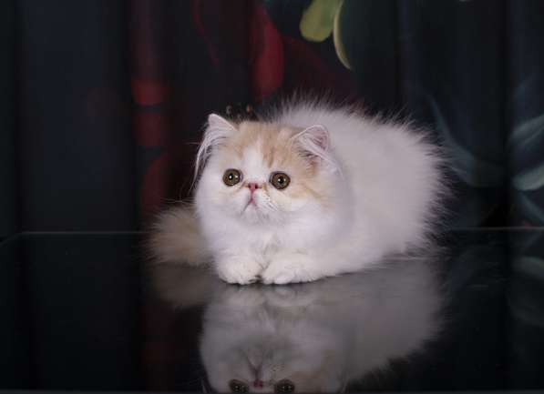 Персидский котик в Одинцово фото 3