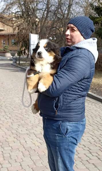 Отдам щенка бернского зенненхунда в хорошие руки в Самаре