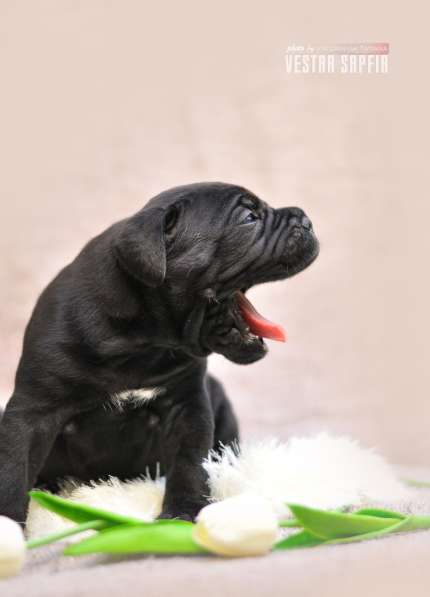 Кобель и сука кане корсо в Алупке фото 5