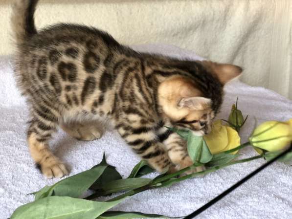 Предлагаются Бенгальские котята из питомника с документами в фото 49