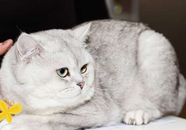 Продам котенка породы скотиш фолд с родословной в фото 3