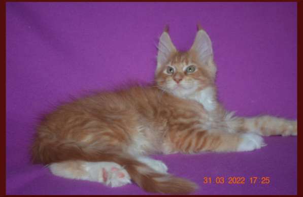 Роскошный черный котик мейн-кун из питомника в Астрахани фото 61