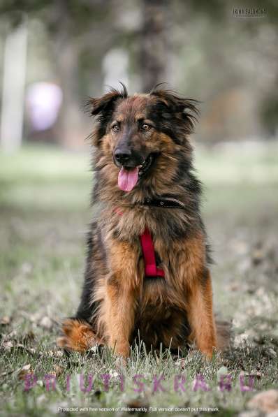 Харди мечтает о доме и любящем хозяине в Москве фото 3