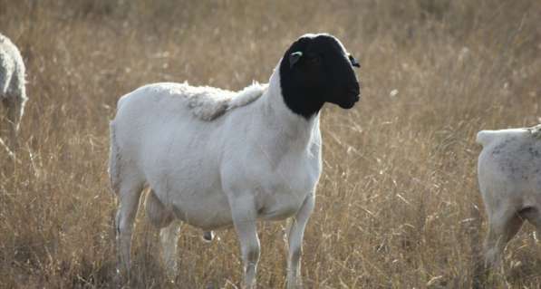 Племенные овцы Дорпер (Скот из Европы класса Элита Рекорд) в фото 6