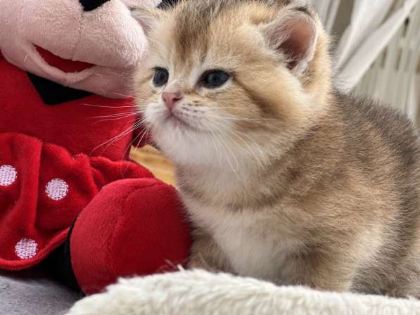 Продаётся котёнок британец! в фото 26