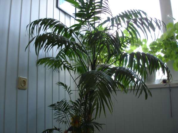 Пальма, фикус в Самаре фото 5