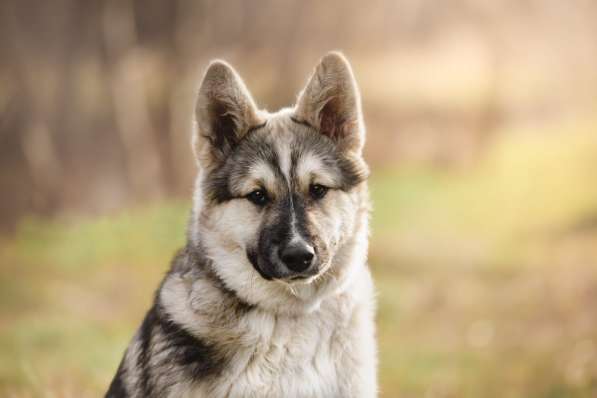 Щенок Ося ищет доброго хозяина!
